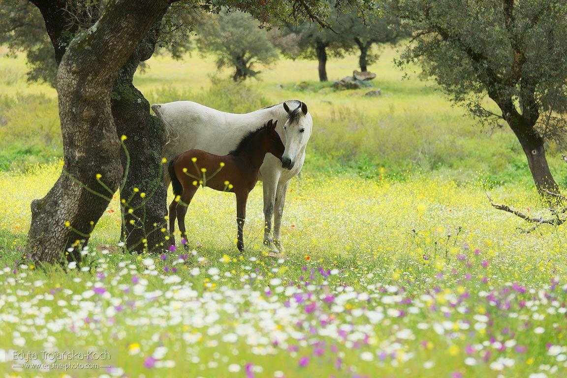 Beautiful Andalusian Mare and Foal